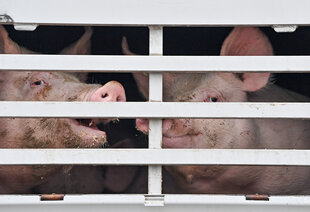 Mastschweine in einem Käfig in einem Lkw für den Transport zum Schlachthof.