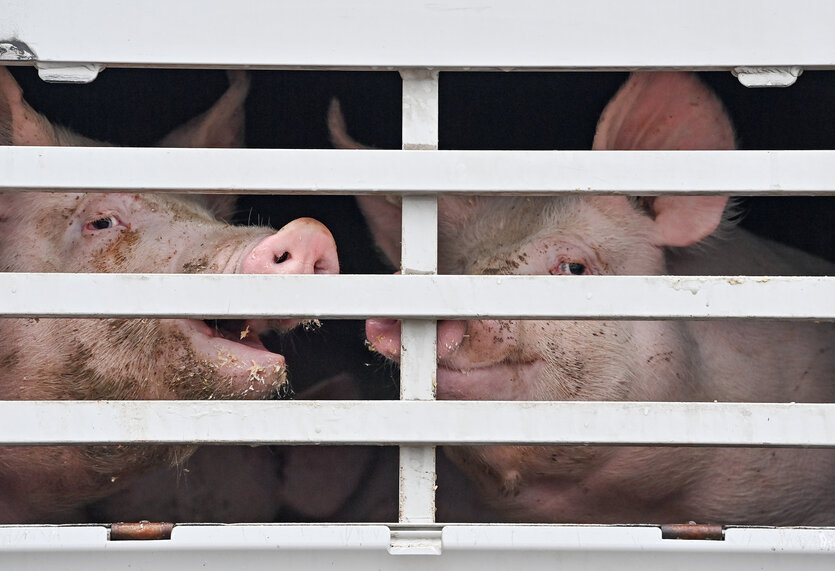 Mastschweine in einem Käfig in einem Lkw für den Transport zum Schlachthof.