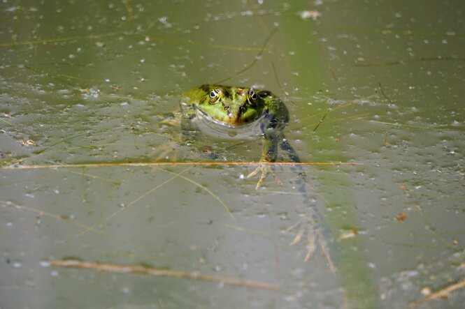 Frosch in einem Teich