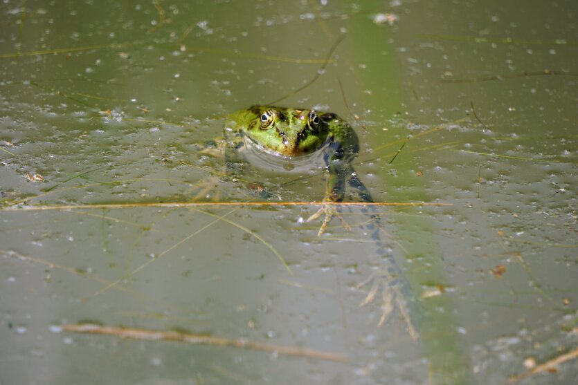 Frosch in einem Teich