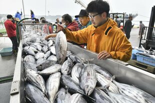 Gefangene Fische in großem Behälter, daneben Menschen