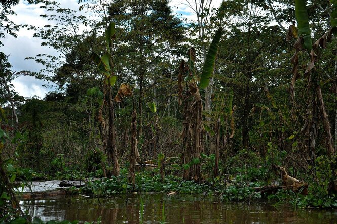 Unter Wassers stehendes tropisches Sumpfgelände, aus dem Bäume herauswachsen
