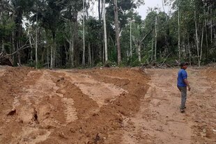 Gerodete Fläche mit rötlich-sandigem Boden, auf dem Spuren großer Machinen zu sehen sind. Rechts läuft ein Indigener und blickt über die Schulter Richtung Kamera