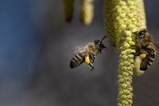 Zwei Bienen umschwirren eine Walnussblüte