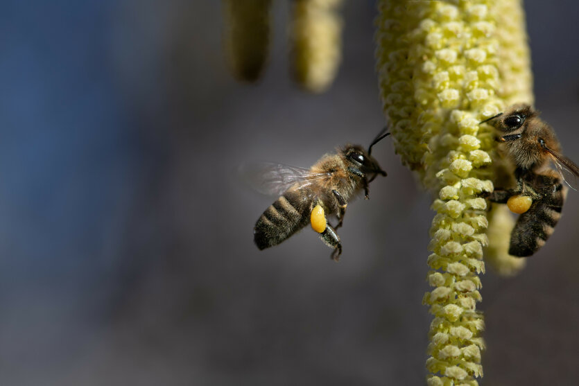 Zwei Bienen umschwirren eine Walnussblüte