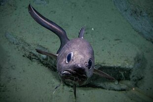Ein Fisch, der lila schimmert
