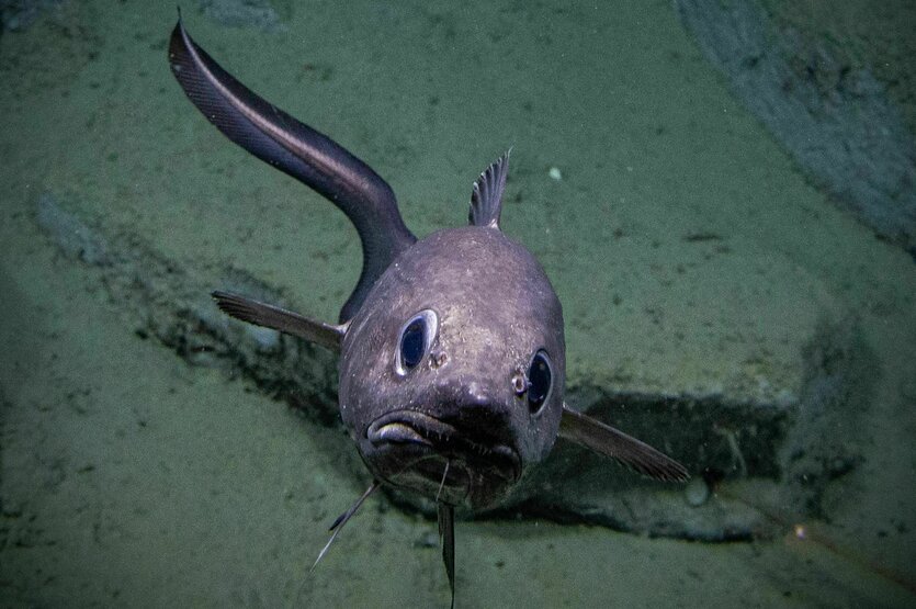 Ein Fisch, der lila schimmert