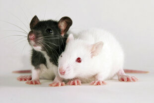 Zwei junge Ratten