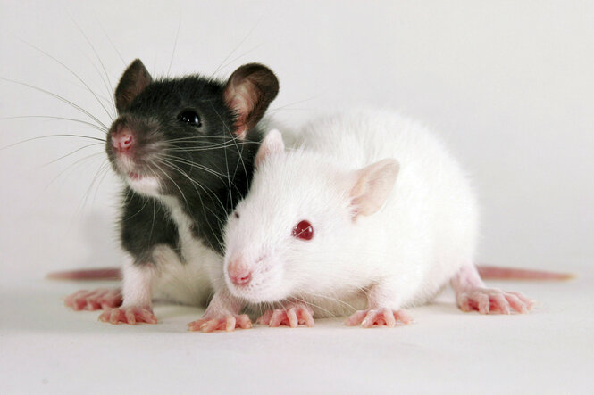 Zwei junge Ratten