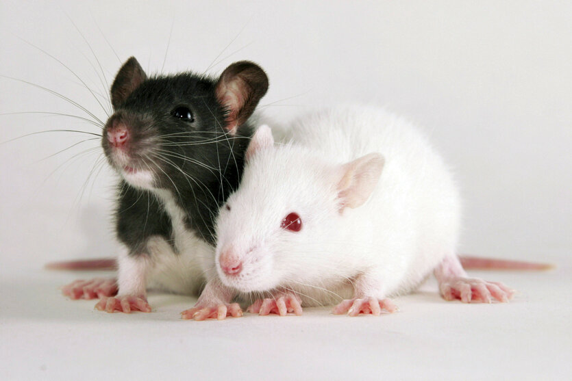 Zwei junge Ratten
