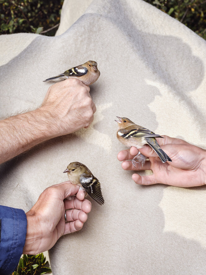 Vögel, die von Menschen festgehalten werden.
