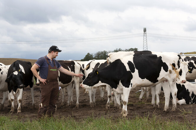 Landwirt Keanu Heuck mit seinen Kühen