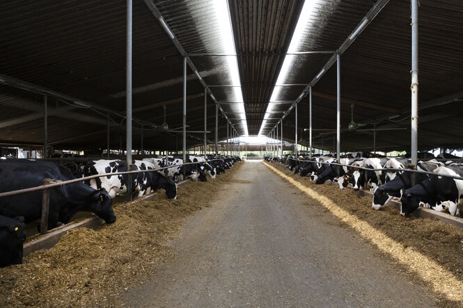 Viele Kühe in einem Stall