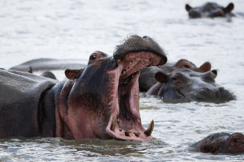 Ein Nilpferd im Wasser reißt sein Maul weit auf, drumherum lauern weitere Nilpferde an der Wasseroberfläche