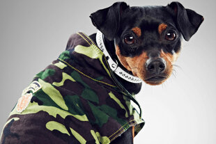 Ein Hund trägt eine Hundejacke in Camouflagemuster