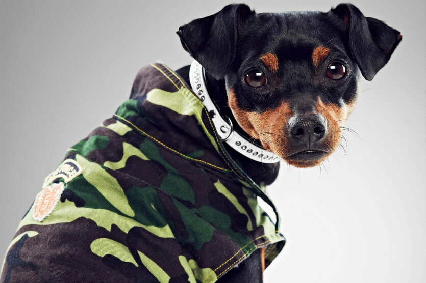 Ein Hund trägt eine Hundejacke in Camouflagemuster