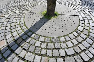 Ein Baumstamm in einer engen Baumscheibe