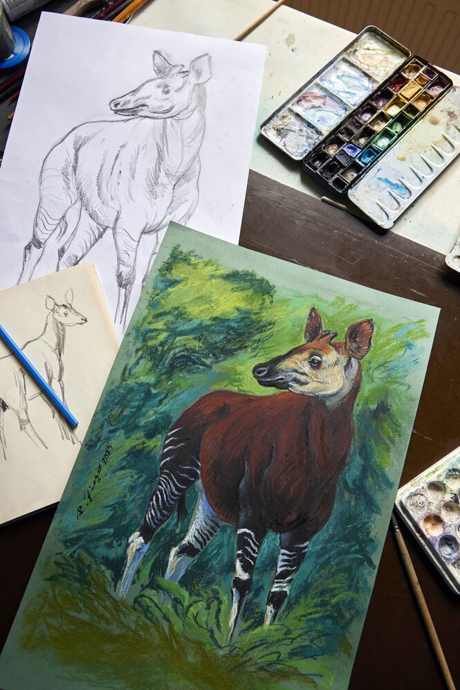 Ein gezeichnetes und coloriertes Okapi