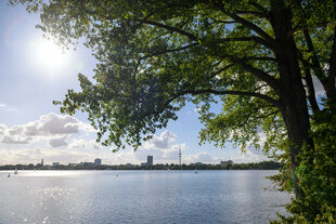 Grün belaubte Bäume stehen an der Außenalster im Sonnenschein vor dem Hamburger Stadtpanorama mit Fernsehturm.