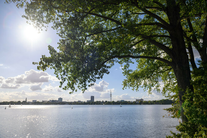 Grün belaubte Bäume stehen an der Außenalster im Sonnenschein vor dem Hamburger Stadtpanorama mit Fernsehturm.