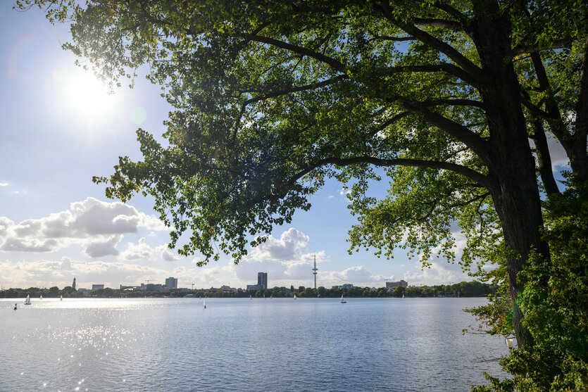 Grün belaubte Bäume stehen an der Außenalster im Sonnenschein vor dem Hamburger Stadtpanorama mit Fernsehturm.