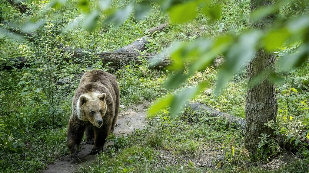 Ein Bär läuft durch den Wald