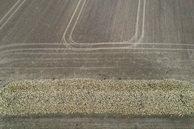 Abgeerntetes Feld, Luftaufnahme