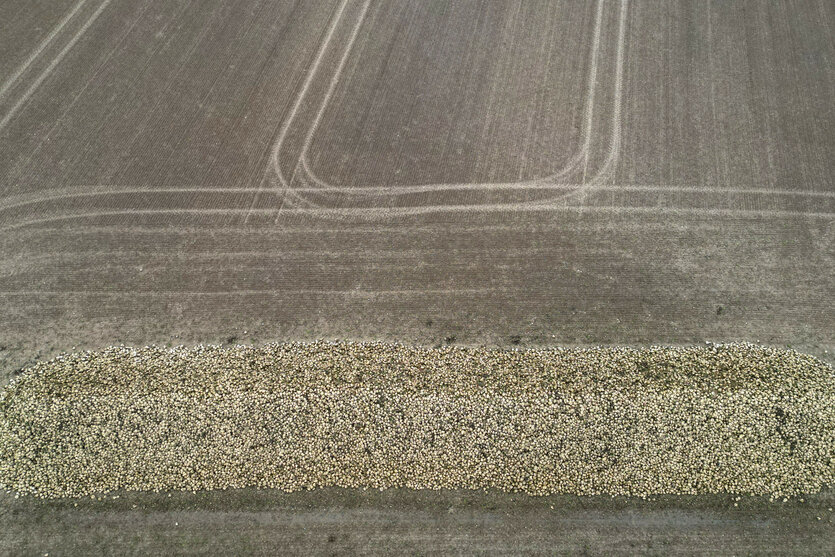Abgeerntetes Feld, Luftaufnahme