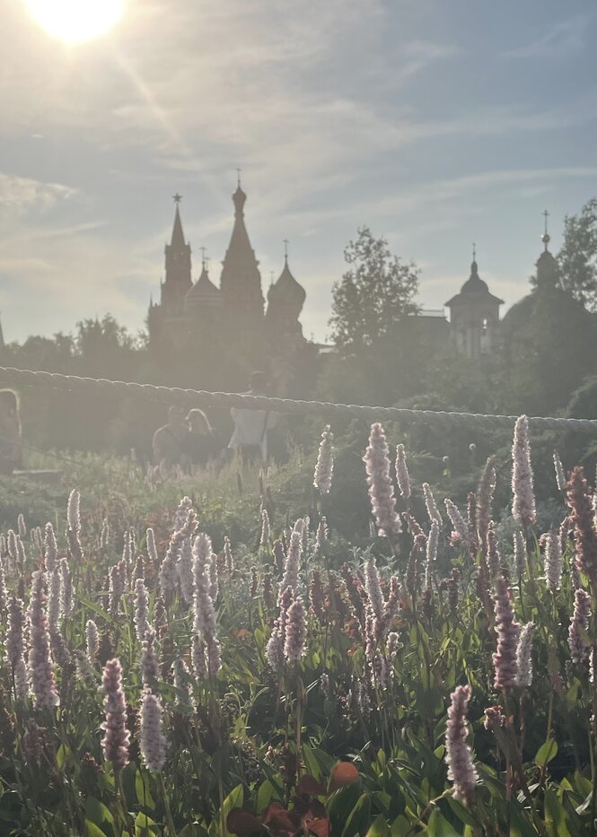 Eine Stadtsilhouette in Hintergrund, im Vordergrund Blumen im Gegenlicht