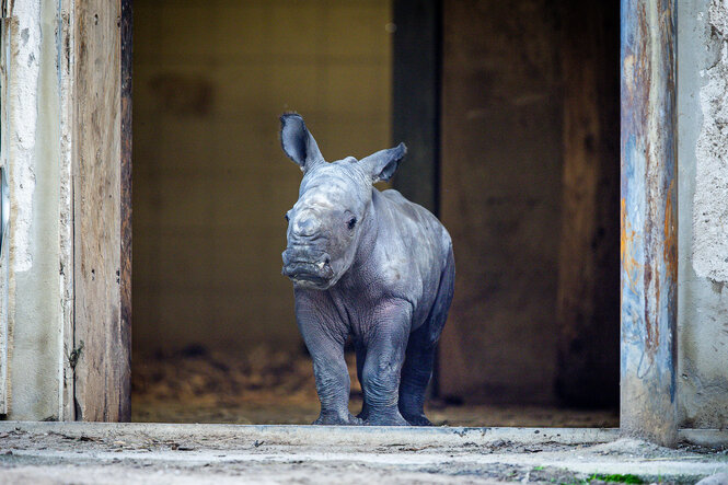 Das erst wenige Tage alte weibliches Nashornbaby erkundet 2023 erstmals die Außenanlagen im Schweriner Zoo.