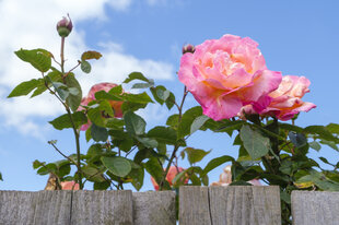 Pinke Rosen über einem Holzzaun vor blauem Himmel mit Wolke