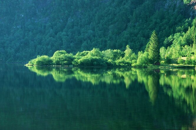 Üppige Grüne Fjordlandschaft, ein kleiner Arm reicht ins Wasser und ist von der Sonne beschienen