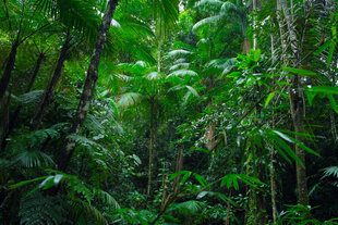 Urwald