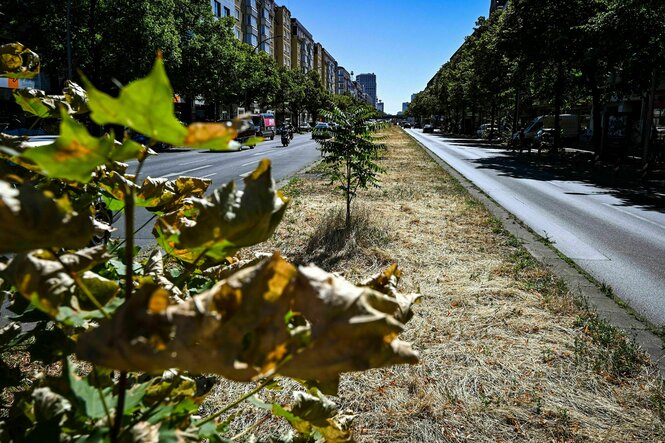 Verdorrter Mittelstreifen auf der Frankfurter Allee