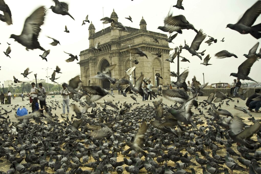 Tauben vor dem Gateway of India.