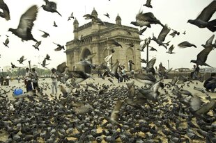 Tauben vor dem Gateway of India.