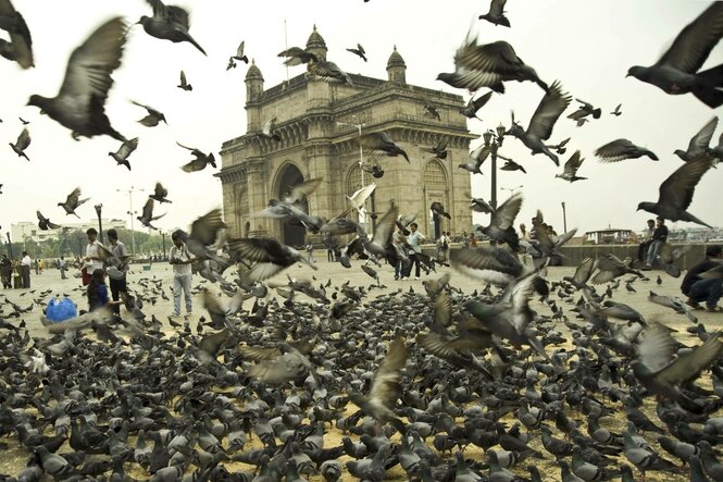 Tauben vor dem Gateway of India.