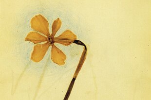 Eine Blume in einem Herbarium.