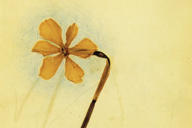 Eine Blume in einem Herbarium.