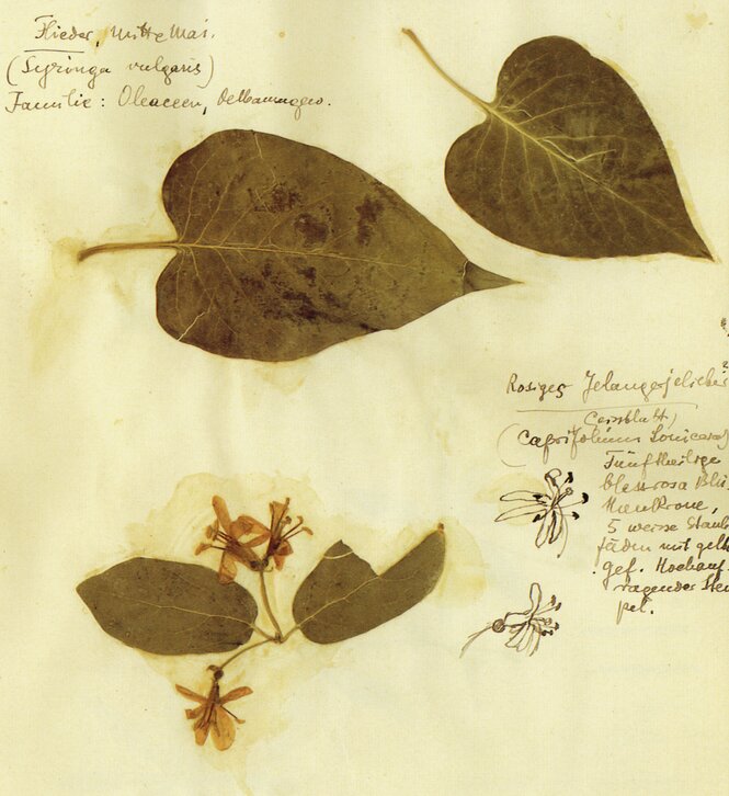 Pflanzen aus einem Herbarium.