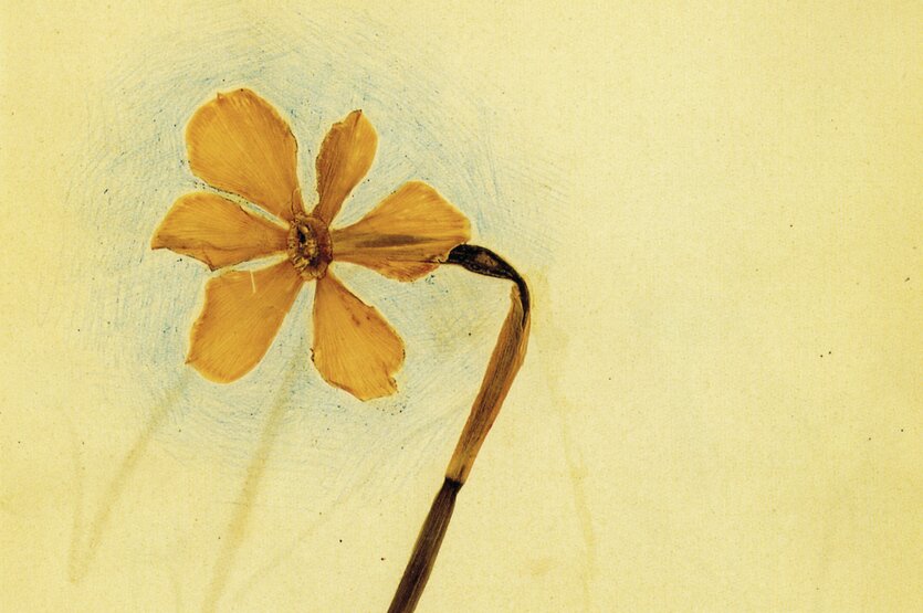 Eine Blume in einem Herbarium.