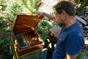 Mann öffnet hölzerne Kiste mit Bienen