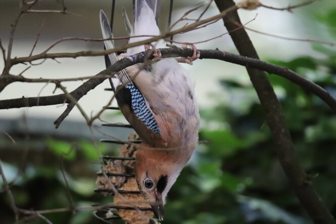 Bild eines Vogels