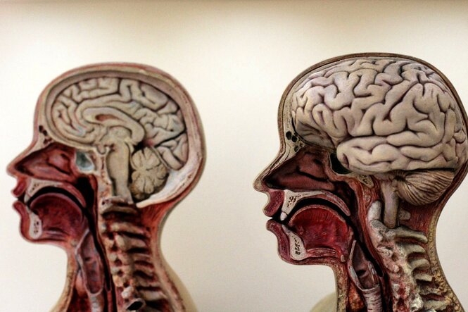 Zwei anatomische Modelle von Köpfen