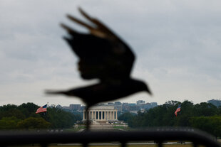 Silhouette eines Vogels vor der Skyline von Washington
