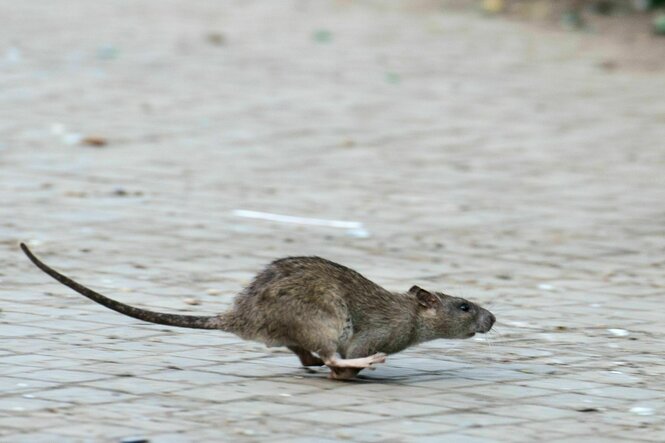 Ratte im Lauf