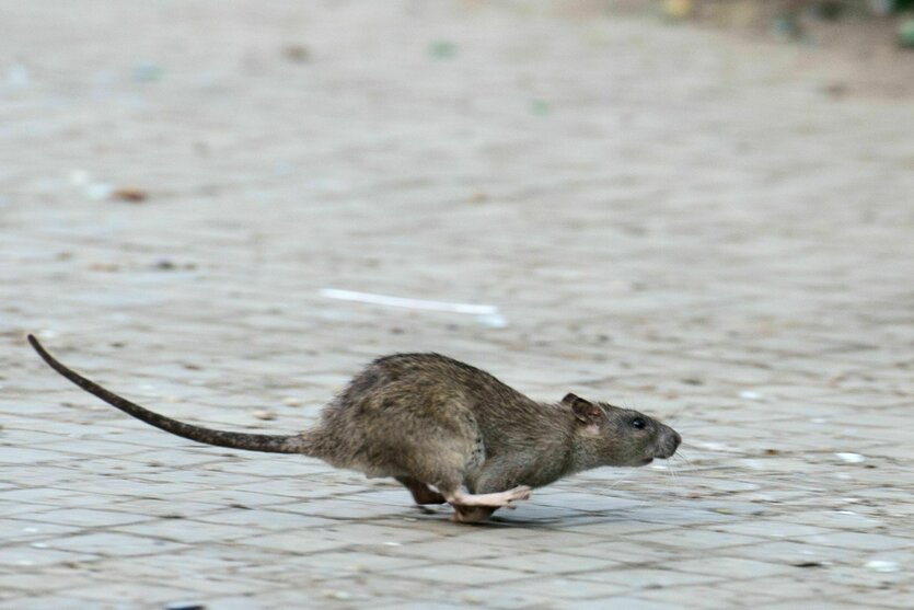 Ratte im Lauf