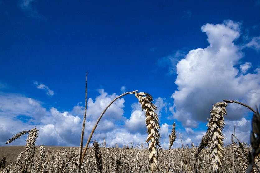 Ein Weizenfeld unter Wolkenhimmel