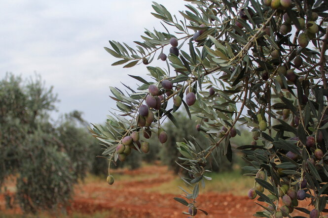 Ein Olivenhain während der Ernte mit Zweigen voller Oliven