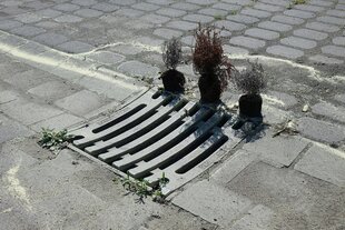 Drei vertrocknete Pflanzen stehen neben einem Gulli auf der Straße